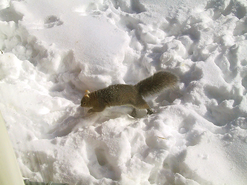  Snow Squirrel 