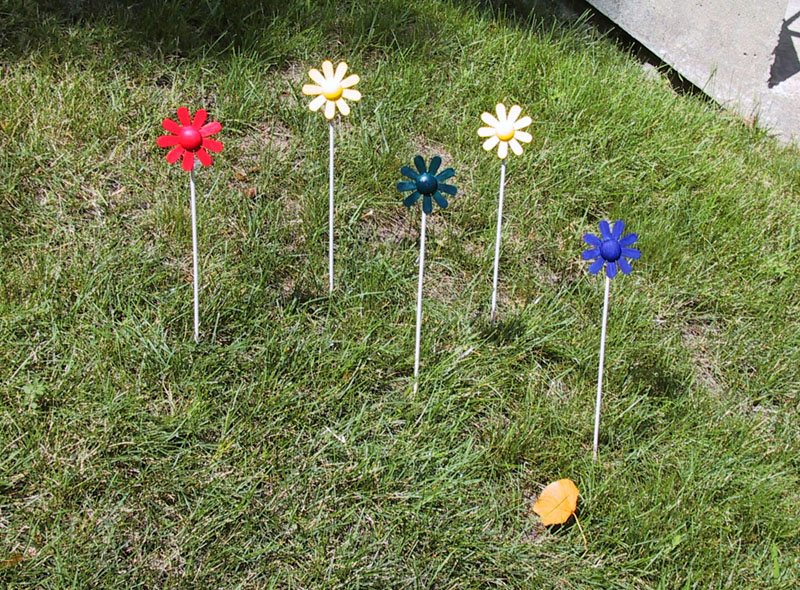  Daisies 